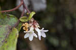 Trailing arbutus